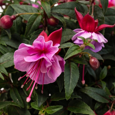Gardeners Dream Fuchsia Bella JuliaElegant Outdoor Shade Shrubs For Summer Hanging Baskets (1 Litre PotPack Of 6) from B&Q