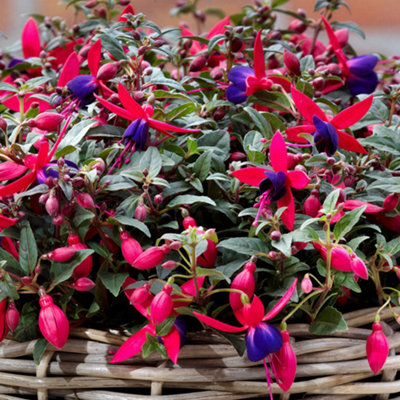 Gardeners Dream Fuchsia Bella SachaElegant Outdoor Shade Shrubs For Summer Hanging Baskets (1 Litre PotPack Of 6) from B&Q