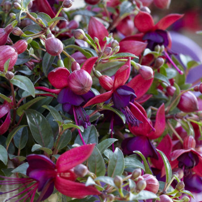 Gardeners Dream Fuchsia Bella SoilaElegant Outdoor Shade Shrubs For Summer Hanging Baskets (1 Litre PotPack Of 6) from B&Q