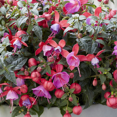 Gardeners Dream Fuchsia Bella SusannaElegant Outdoor Shade Shrubs For Summer Hanging Baskets (1 Litre PotPack Of 6) from B&Q