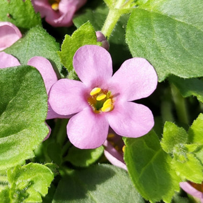 Gardeners Dream Bacopa Scopia Gulliver PinkWater Hyssop Plants Outdoor Garden Ready In Pots (10Cm PotPack Of 6) from B&Q