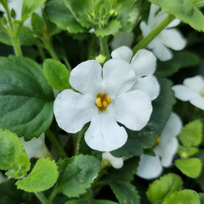 Gardeners Dream Bacopa Scopia Gulliver WhiteWater Hyssop Plants Outdoor Garden Ready In Pots (10Cm PotPack Of 3) from B&Q