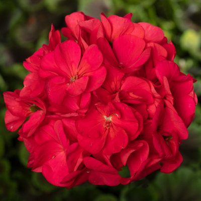 Gardeners Dream Geranium Bullseye Cherry Stunning Summer Plants For Hanging Baskets In Garden (10Cm PotPack Of 6) from B&Q