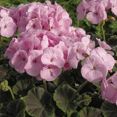 Gardeners Dream Geranium Bullseye Light Pink Summer Plants For Hanging Baskets In All Gardens (10Cm PotPack Of 6) from B&Q