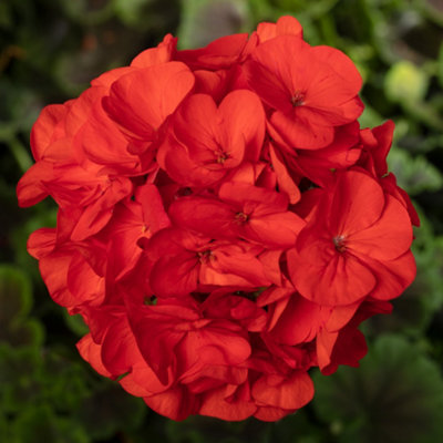 Gardeners Dream Geranium Bullseye Red Gorgeous Summer Plants For Hanging Baskets In All Gardens (10Cm PotPack Of 3) from B&Q