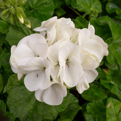 Gardeners Dream Geranium Bullseye White Stunning Summer Plants For Hanging Baskets In Garden (10Cm PotPack Of 6) from B&Q