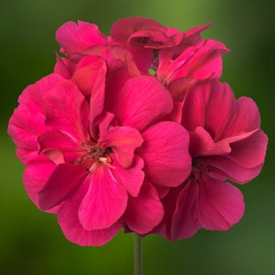 Gardeners Dream Geranium Ivy Leaf Marimba Summer Plants For Hanging Baskets In All Gardens (10Cm PotPack Of 3) from B&Q