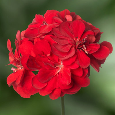 Gardeners Dream Geranium Ivy Leaf Maxime Stunning Summer Plants For Hanging Baskets In Garden (10Cm PotPack Of 6) from B&Q