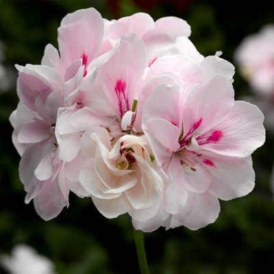 Gardeners Dream Geranium Ivy Leaf White Blush Summer Plants For Hanging Baskets In Gardens (10Cm PotPack Of 3) from B&Q