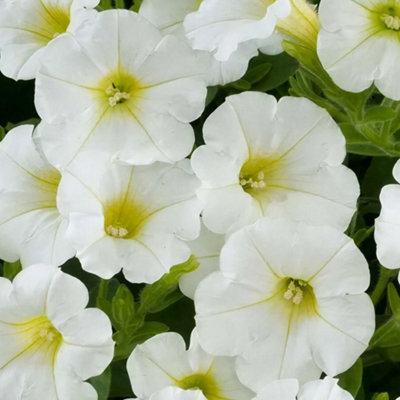 Gardeners Dream Petunia Littletunia White Grace Summer Plants For Hanging Baskets In Yards (10Cm PotPack Of 3) from B&Q