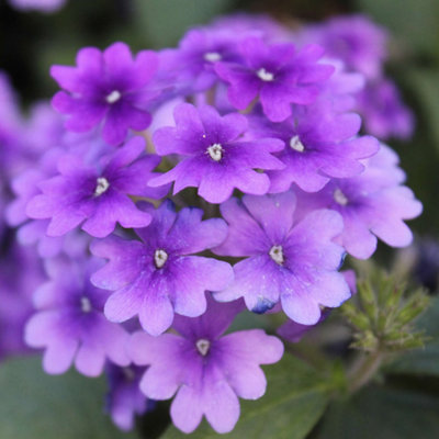 Gardeners Dream Verbena Blue Gorgeous Summer Trailing Plants For Hanging Baskets In Gardens (10Cm PotPack Of 6) from B&Q