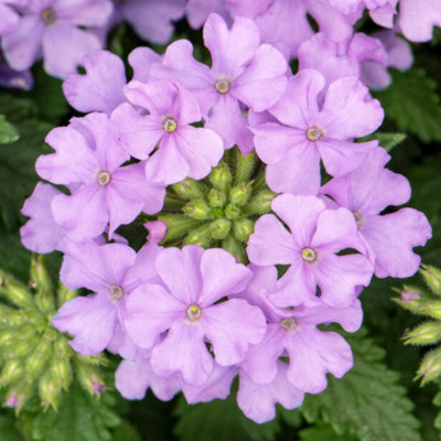 Gardeners Dream Verbena Lavender Beautiful Summer Flowers For Hanging Baskets In All Gardens (10Cm PotPack Of 6) from B&Q
