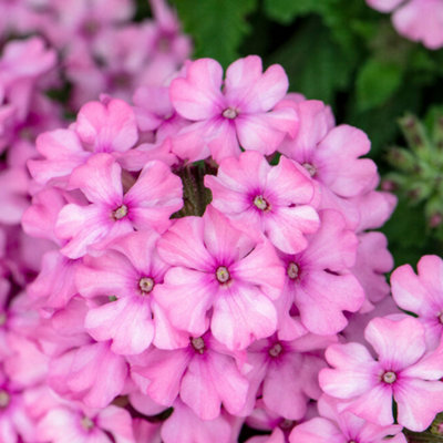 Gardeners Dream Verbena Pink Gorgeous Summer Trailing Plants For Hanging Baskets In Gardens (10Cm PotPack Of 3) from B&Q