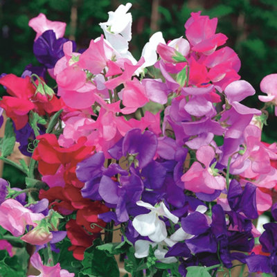B&Q -  Sweet Pea Dwarf Live Scented Bushy Bedding Plug Plants Patio Troughs (6 Pack)