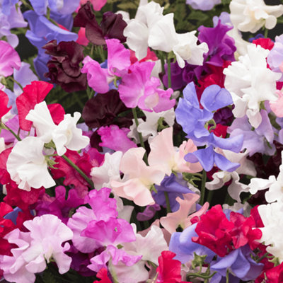 Gardeners Dream Sweet Pea Tall Mix Live Fresh Scented Climbing Bedding Plug Plants (6 Pack) from B&Q