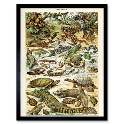 B&Q -  Millot Encyclopedia Page Reptiles Snake Tortoise 12X16" Framed Wall Art Print
