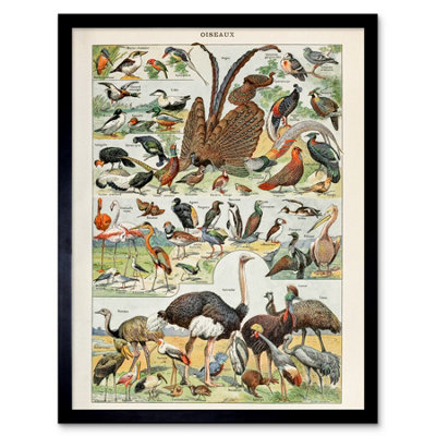 B&Q -  Millot Encyclopedia Page Birds Ostrich Flamingo 12X16" Framed Wall Art Print
