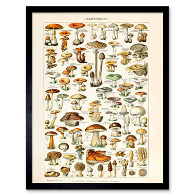 Wee Blue Coo Millot 19Th Century Mushrooms Encyclopedia Page 12X16" Framed Wall Art Print from B&Q