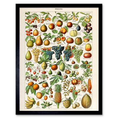 B&Q -  Millot Encyclopedia Page Fruit Grape Pineapple 12X16" Framed Wall Art Print