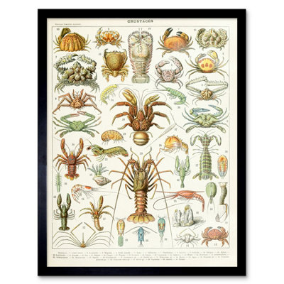 Artery8 Millot Encyclopedia Page Crustaceans Lobster 12X16" Framed Wall Art Print from B&Q
