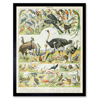 B&Q -  Millot Encyclopedia Page Birds Ostrich Emu 12X16" Framed Wall Art Print