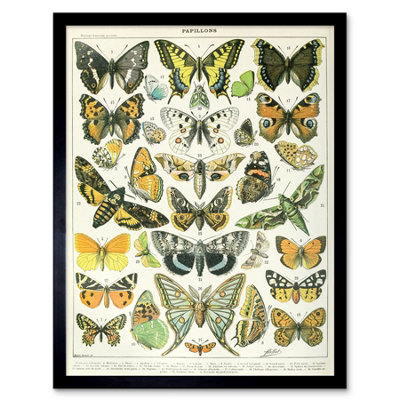 Artery8 Millot Encyclopedia Page Butterflies Moths 12X16" Framed Wall Art Print from B&Q