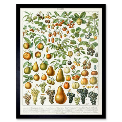 B&Q -  Millot Encyclopedia Page Fruit Pear Grapes 12X16" Framed Wall Art Print