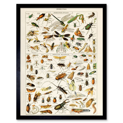 B&Q -  Millot Encyclopedia Page Insects Dragonfly 12X16" Framed Wall Art Print
