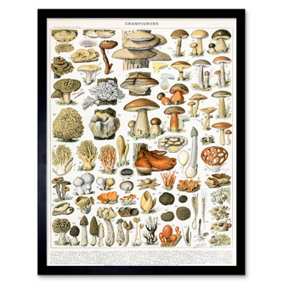 Wee Blue Coo Millot Encyclopedia Page Mushrooms Variety 12X16" Framed Wall Art Print from B&Q
