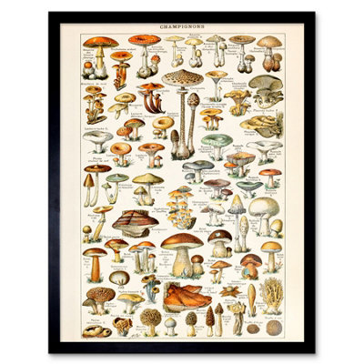 Wee Blue Coo Millot Encyclopedia Page Mushrooms Fungus 12X16" Framed Wall Art Print from B&Q
