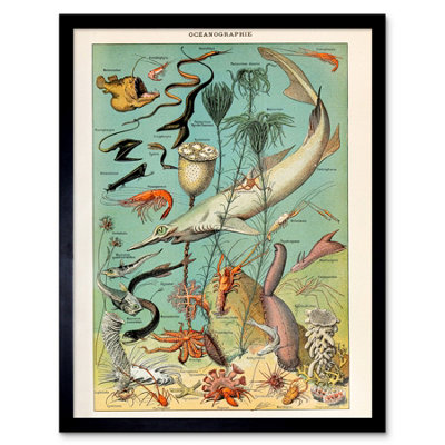 B&Q -  Millot Encyclopedia Page Ocean Fish Shark 12X16" Framed Wall Art Print