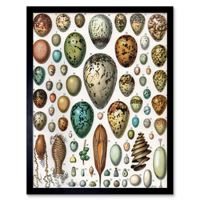 Artery8 Millot Encyclopedia Page Variety Eggs Ova 12X16" Framed Wall Art Print from B&Q