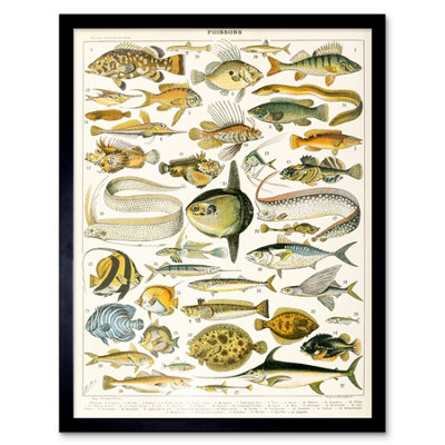 Artery8 Millot Encyclopedia Page Variety Sea Fish 12X16" Framed Wall Art Print from B&Q