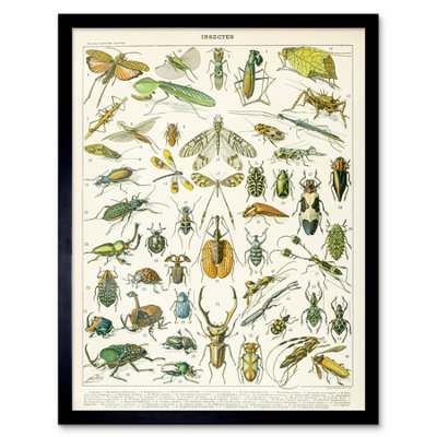 B&Q -  Millot Encyclopedia Page Insects Beetles 12X16" Framed Wall Art Print