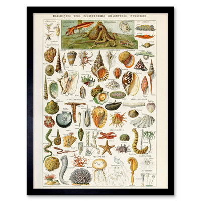 B&Q -  Millot Encyclopedia Page Shells Molluscs 12X16" Framed Wall Art Print