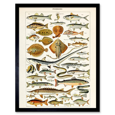 B&Q -  Millot Encyclopedia Page Fish Shark Ray 12X16" Framed Wall Art Print
