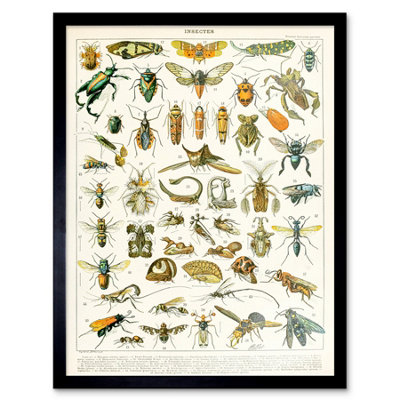B&Q -  Millot Encyclopedia Page Insects Cicada 12X16" Framed Wall Art Print
