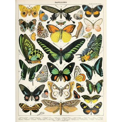 Artery8 Unframed Wall Art Millot Encyclopedia Page Moths Butterflies12X16 Inch from B&Q