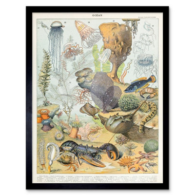B&Q -  Millot Encyclopedia Page Ocean Animals 12X16" Framed Wall Art Print