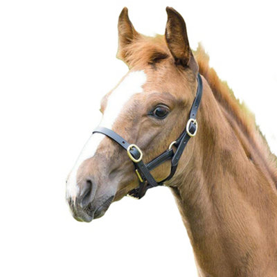 Blenheim Leather Adjustable Horse Headcollar Black (Yearling) from B&Q