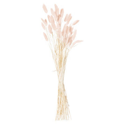 Hill Interiors Bunny Tail Dried Flower (Pack Of 60) Pale Pink (60Cm) from B&Q