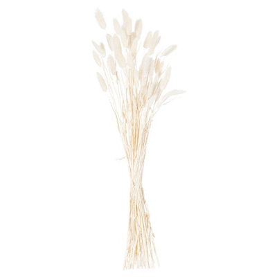 Hill Interiors Bunny Tail Dried Flower (Pack Of 60) White (60Cm) from B&Q