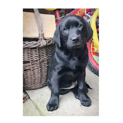 Kevin Milner Countryside Labrador Puppy Greetings Card Multicoloured (One Size) from B&Q