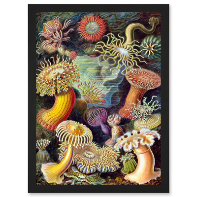Artery8 Ernst Haeckel Botanical Sea Vintage Nature Art Biology Anemone Wall Art PrintA4 Size from B&Q