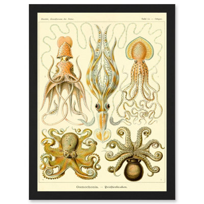 Artery8 Nature Ernst Haeckel Octopus Biology Sea Underwater Wall Art PrintA4 Size from B&Q