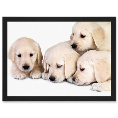 B&Q -  Puppys Golden Retriever Dog Pet Labrador Cute Wall Art PrintA4 Size