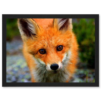 Artery8 Baby Red Fox Portrait Woodland Wall Art PrintA4 Size from B&Q