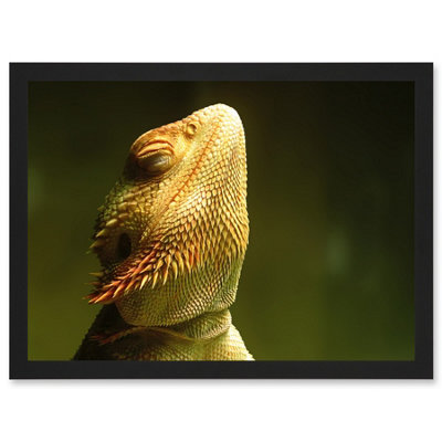 Artery8 Bearded Dragon Reptile Sunbathing Wall Art PrintA4 Size from B&Q