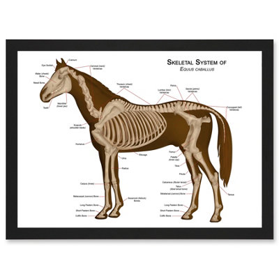 Artery8 Horse Anatomy Diagram Vets Animals Skeleton Bones Wall Art PrintA4 Size from B&Q