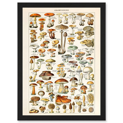 B&Q -  Mushrooms Fungus Champignons Wall Art PrintA4 Size